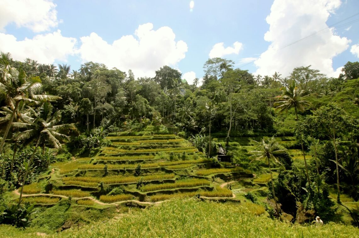 Tegallalang Rice Terrace Walk