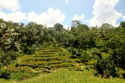 Tegallalang Rice Terrace Walk
