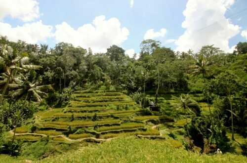 Tegallalang Rice Terrace Walk