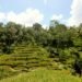 Tegallalang Rice Terrace Walk