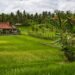 ubud bali