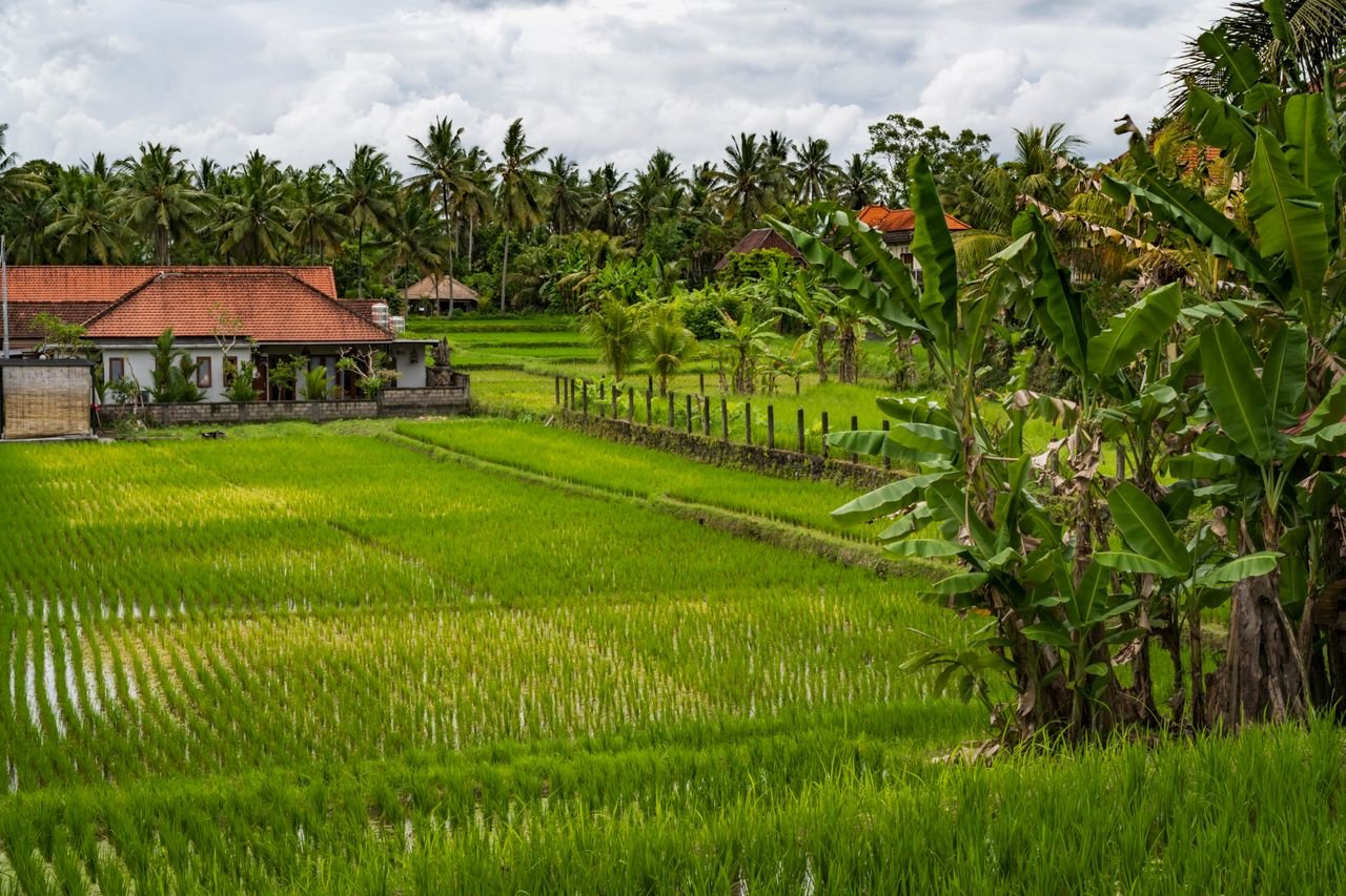 ubud bali