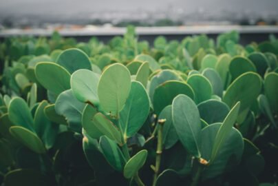 fresh green leaves