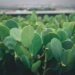 fresh green leaves
