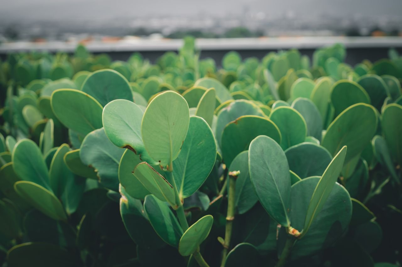 fresh green leaves